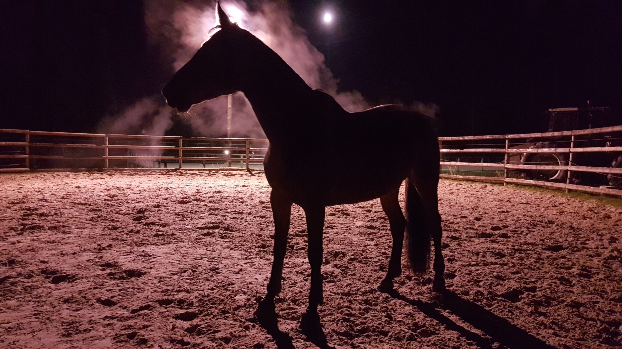 Cheval à contre jour, citation Saint Exupéry : On ne voit bien qu'avec le coeur